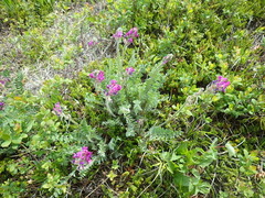 Oxytropis erecta