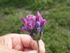 Oxytropis erecta