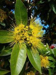 Xanthostemon chrysanthus