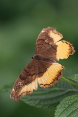 Eurytela dryope angulata