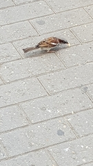 Passer domesticus