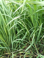 Zizania latifolia