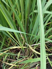 Zizania latifolia