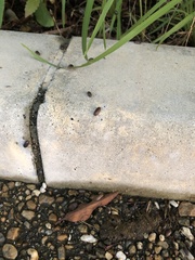 Armadillidium vulgare