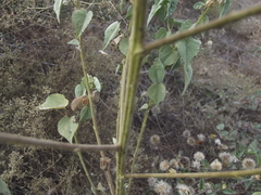 Abutilon trisulcatum