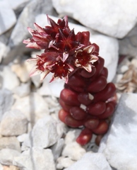Sedum atratum