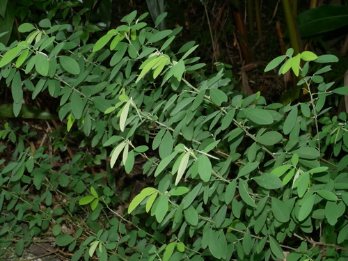 Grona heterocarpos