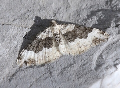 Epirrhoe galiata