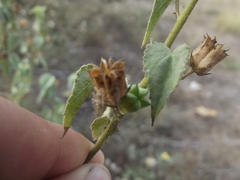 Abutilon trisulcatum