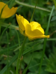 Ranunculus repens