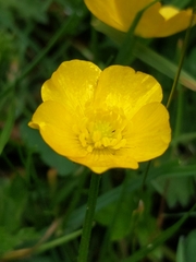 Ranunculus repens