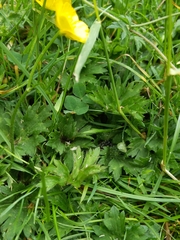 Ranunculus repens