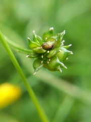 Ranunculus repens