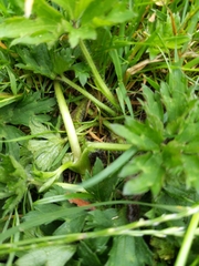 Ranunculus repens