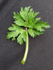 Ranunculus repens