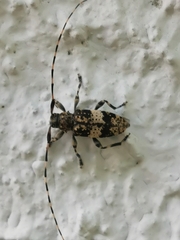Leiopus linnei