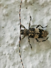 Leiopus linnei