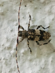 Leiopus linnei