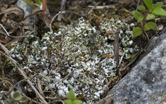 Cladonia cariosa