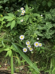 Erigeron annuus