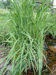 Zizania latifolia