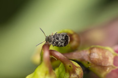 Bruchus affinis