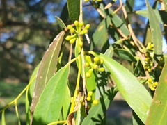 Eucalyptus amygdalina