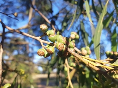 Eucalyptus amygdalina