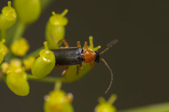 Cantharis nigra