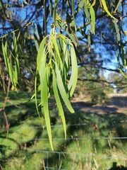 Eucalyptus amygdalina