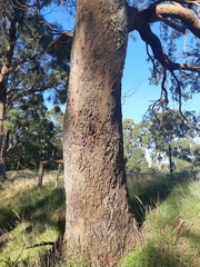 Eucalyptus amygdalina