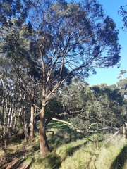 Eucalyptus amygdalina