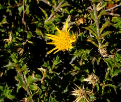 Berkheya spinosa