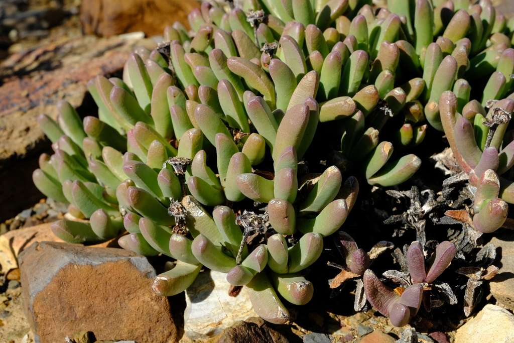 Mesembryanthemum macradenium Haw.