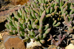 Peersia macradenia