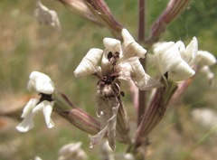 Microbotryum lychnidis-dioicae