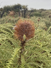 Banksia speciosa