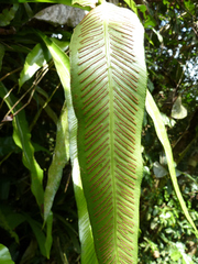 Asplenium africanum