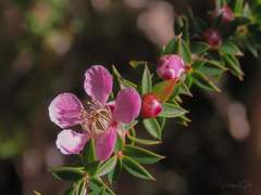Leptospermum squarrosum