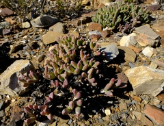 Peersia macradenia