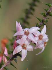 Epacris pulchella