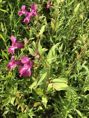 Impatiens glandulifera