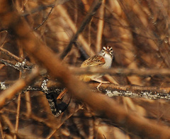 Cinnamon-Tailed Sparrow photo 3
