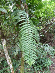 Nephrolepis biserrata