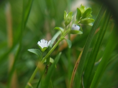 Veronica serpyllifolia