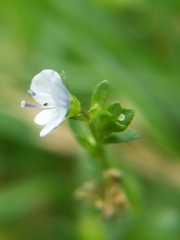 Veronica serpyllifolia