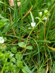 Veronica serpyllifolia
