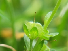 Veronica serpyllifolia