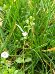 Veronica serpyllifolia