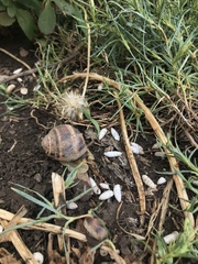 Helix albescens